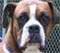 Rainbow Animal Rescue North Carolina