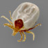 Tick
