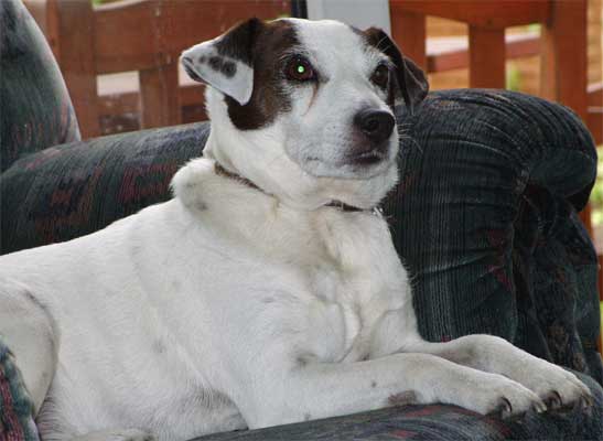 Dog Photo Loading