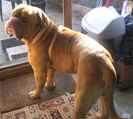 Dog Photo Loading