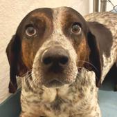 Jethro