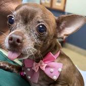 Nala
