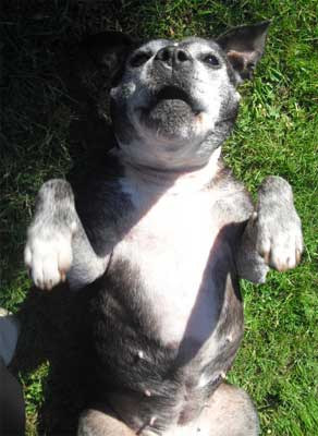 Dog Photo Loading