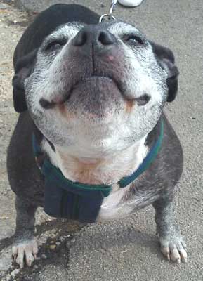 Dog Photo Loading