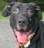 Koda