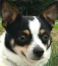 Dog Photo Loading