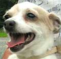 Dog Photo Loading
