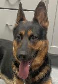 Hemi