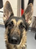 Kazi