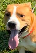 Bruno
