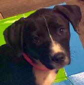 Dottie
