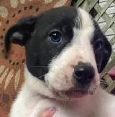 Heeler