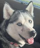 Holly/Aspen