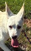 Trixie