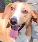Cadbury