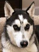 Apache