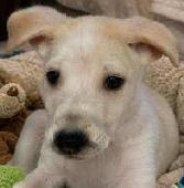 Snoopy