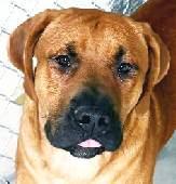 Buster