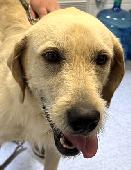 Cooper