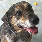 Stella