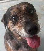 Stella