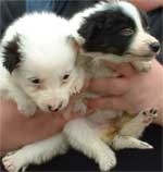 BC Pups