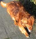 Dog Photo Loading