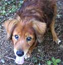 Dog Photo Loading
