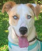 Obie