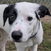 Domino