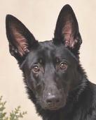Onyx