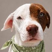 Stella