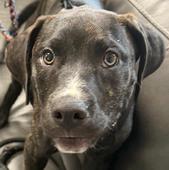 Baylor