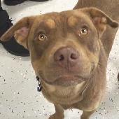 Damu