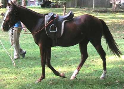 Horse