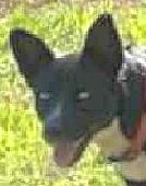 Sable
