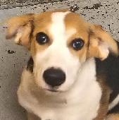 Delilah