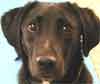 Hickory Hill Canine Rescue VA