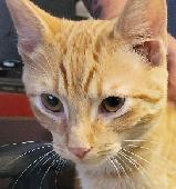Heathcliffe