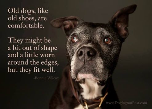 Old Dogs Fit Well