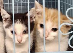 Kittens