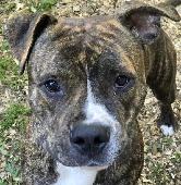 Buster