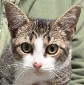 Kitty