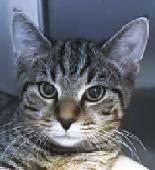 Tabby