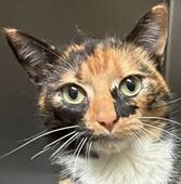Tortie