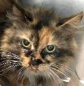 Tortie