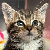 Kittens