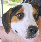 Unsocialized Pups Need Foster Homes - 