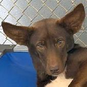 Marshall