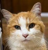 Ginger